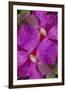 USA, Colorado, Boulder. Clematis Flower Montage-Jaynes Gallery-Framed Premium Photographic Print