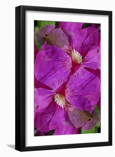 USA, Colorado, Boulder. Clematis Flower Montage-Jaynes Gallery-Framed Photographic Print