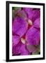 USA, Colorado, Boulder. Clematis Flower Montage-Jaynes Gallery-Framed Photographic Print