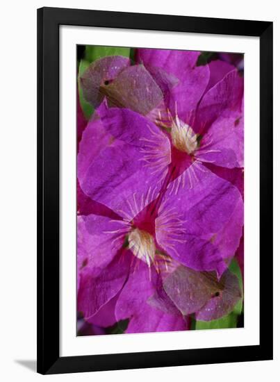 USA, Colorado, Boulder. Clematis Flower Montage-Jaynes Gallery-Framed Photographic Print