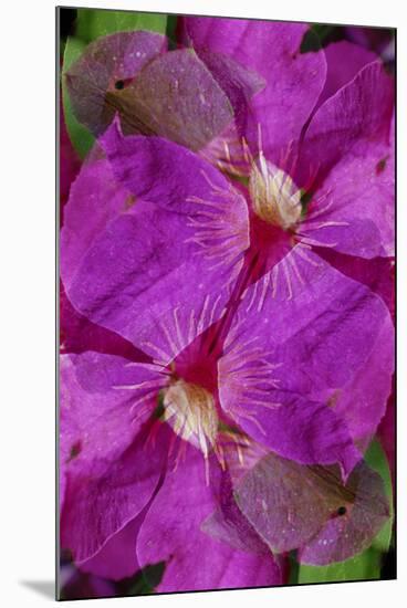 USA, Colorado, Boulder. Clematis Flower Montage-Jaynes Gallery-Mounted Photographic Print