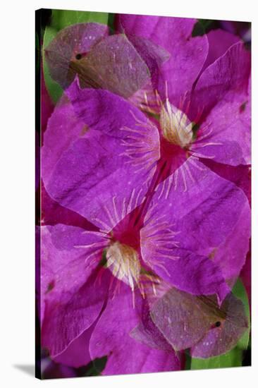 USA, Colorado, Boulder. Clematis Flower Montage-Jaynes Gallery-Stretched Canvas
