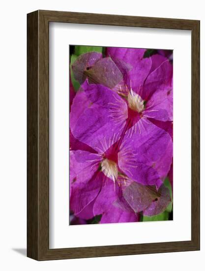 USA, Colorado, Boulder. Clematis Flower Montage-Jaynes Gallery-Framed Photographic Print