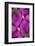 USA, Colorado, Boulder. Clematis Flower Montage-Jaynes Gallery-Framed Photographic Print