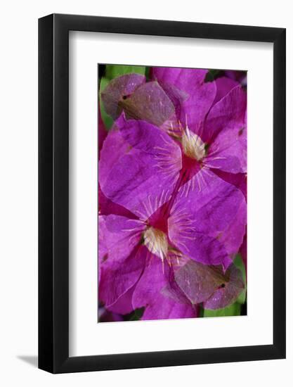 USA, Colorado, Boulder. Clematis Flower Montage-Jaynes Gallery-Framed Photographic Print