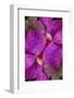 USA, Colorado, Boulder. Clematis Flower Montage-Jaynes Gallery-Framed Photographic Print