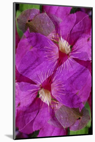 USA, Colorado, Boulder. Clematis Flower Montage-Jaynes Gallery-Mounted Photographic Print
