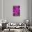 USA, Colorado, Boulder. Clematis Flower Montage-Jaynes Gallery-Stretched Canvas displayed on a wall