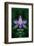 USA, Colorado, Boulder County. Colorado Columbine Flower Montage-Jaynes Gallery-Framed Photographic Print