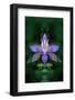 USA, Colorado, Boulder County. Colorado Columbine Flower Montage-Jaynes Gallery-Framed Photographic Print