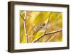 USA, Colorado, Boulder. Dragonfly on stem.-Jaynes Gallery-Framed Photographic Print