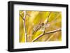 USA, Colorado, Boulder. Dragonfly on stem.-Jaynes Gallery-Framed Photographic Print