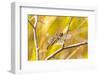 USA, Colorado, Boulder. Dragonfly on stem.-Jaynes Gallery-Framed Photographic Print