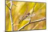 USA, Colorado, Boulder. Dragonfly on stem.-Jaynes Gallery-Mounted Photographic Print