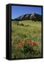 USA, Colorado, Boulder. Flatirons and Poppies at Chautauqua Park-Jaynes Gallery-Framed Stretched Canvas