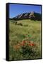 USA, Colorado, Boulder. Flatirons and Poppies at Chautauqua Park-Jaynes Gallery-Framed Stretched Canvas