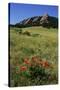 USA, Colorado, Boulder. Flatirons and Poppies at Chautauqua Park-Jaynes Gallery-Stretched Canvas