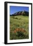 USA, Colorado, Boulder. Flatirons and Poppies at Chautauqua Park-Jaynes Gallery-Framed Photographic Print