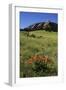 USA, Colorado, Boulder. Flatirons and Poppies at Chautauqua Park-Jaynes Gallery-Framed Photographic Print