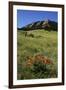 USA, Colorado, Boulder. Flatirons and Poppies at Chautauqua Park-Jaynes Gallery-Framed Photographic Print