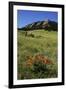 USA, Colorado, Boulder. Flatirons and Poppies at Chautauqua Park-Jaynes Gallery-Framed Photographic Print