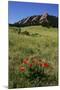 USA, Colorado, Boulder. Flatirons and Poppies at Chautauqua Park-Jaynes Gallery-Mounted Photographic Print