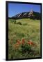 USA, Colorado, Boulder. Flatirons and Poppies at Chautauqua Park-Jaynes Gallery-Framed Photographic Print