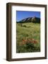 USA, Colorado, Boulder. Flatirons and Poppies at Chautauqua Park-Jaynes Gallery-Framed Photographic Print