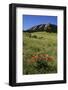 USA, Colorado, Boulder. Flatirons and Poppies at Chautauqua Park-Jaynes Gallery-Framed Photographic Print