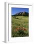 USA, Colorado, Boulder. Flatirons and Poppies at Chautauqua Park-Jaynes Gallery-Framed Photographic Print