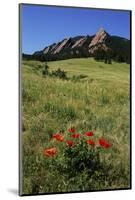 USA, Colorado, Boulder. Flatirons and Poppies at Chautauqua Park-Jaynes Gallery-Mounted Photographic Print