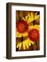 USA, Colorado, Boulder. Gaillardia Flower Montage-Jaynes Gallery-Framed Photographic Print