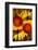 USA, Colorado, Boulder. Gaillardia Flower Montage-Jaynes Gallery-Framed Photographic Print