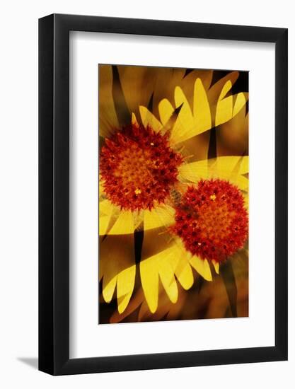 USA, Colorado, Boulder. Gaillardia Flower Montage-Jaynes Gallery-Framed Photographic Print