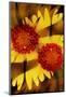 USA, Colorado, Boulder. Gaillardia Flower Montage-Jaynes Gallery-Mounted Photographic Print