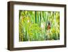 USA, Colorado, Boulder. Monarch butterfly in flight among flowers.-Jaynes Gallery-Framed Photographic Print