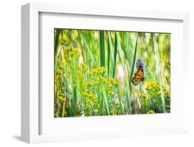 USA, Colorado, Boulder. Monarch butterfly in flight among flowers.-Jaynes Gallery-Framed Photographic Print