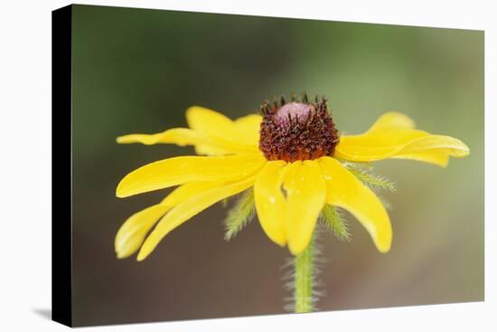 USA, Colorado, Boulder. Sunflower Close Up-Jaynes Gallery-Stretched Canvas