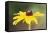 USA, Colorado, Boulder. Sunflower Close Up-Jaynes Gallery-Framed Stretched Canvas