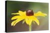 USA, Colorado, Boulder. Sunflower Close Up-Jaynes Gallery-Stretched Canvas