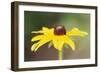 USA, Colorado, Boulder. Sunflower Close Up-Jaynes Gallery-Framed Photographic Print