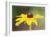 USA, Colorado, Boulder. Sunflower Close Up-Jaynes Gallery-Framed Photographic Print