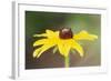 USA, Colorado, Boulder. Sunflower Close Up-Jaynes Gallery-Framed Photographic Print