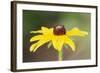 USA, Colorado, Boulder. Sunflower Close Up-Jaynes Gallery-Framed Photographic Print