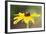 USA, Colorado, Boulder. Sunflower Close Up-Jaynes Gallery-Framed Photographic Print