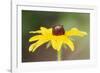 USA, Colorado, Boulder. Sunflower Close Up-Jaynes Gallery-Framed Photographic Print