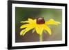 USA, Colorado, Boulder. Sunflower Close Up-Jaynes Gallery-Framed Photographic Print