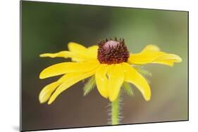 USA, Colorado, Boulder. Sunflower Close Up-Jaynes Gallery-Mounted Photographic Print