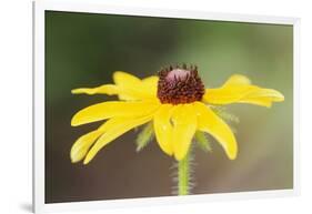 USA, Colorado, Boulder. Sunflower Close Up-Jaynes Gallery-Framed Photographic Print