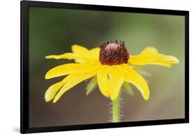 USA, Colorado, Boulder. Sunflower Close Up-Jaynes Gallery-Framed Photographic Print